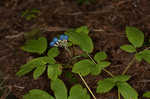 Blue cohosh